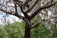 Bursera tomentosa