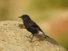 Oenanthe leucura