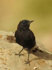 Oenanthe leucura