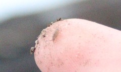 Orchesella villosa