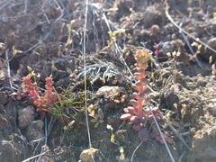 Sedum leibergii