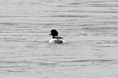 Mergus merganser