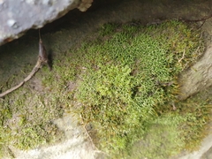 Bryoerythrophyllum recurvirostrum