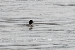 Mergus merganser