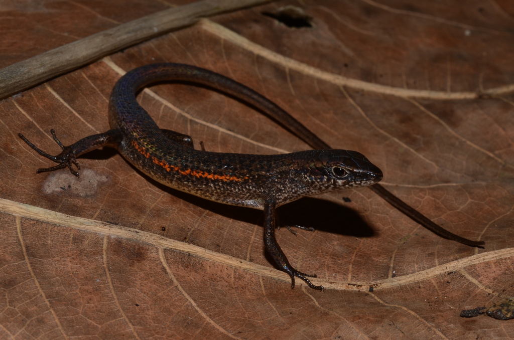 Rainbow-Skink