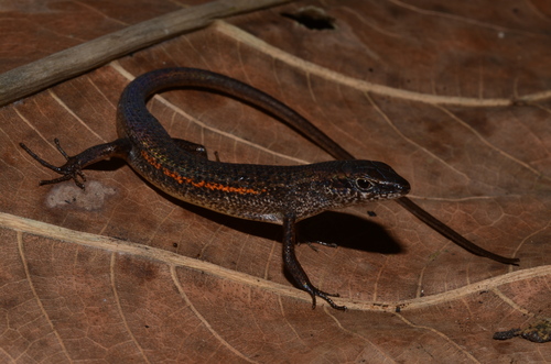 Rainbow Skink - Photo (c) Eric N. Rittmeyer, some rights reserved (CC BY-NC), uploaded by Eric N. Rittmeyer