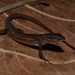 Rainbow Skink - Photo (c) Eric N. Rittmeyer, some rights reserved (CC BY-NC), uploaded by Eric N. Rittmeyer