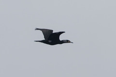 Phalacrocorax carbo