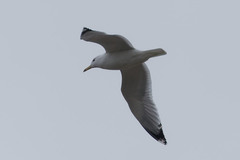Larus cachinnans