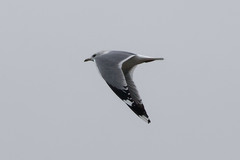Larus canus