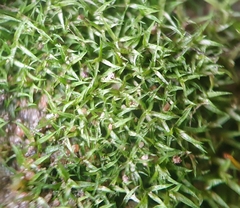 Bryoerythrophyllum recurvirostrum