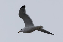 Larus cachinnans