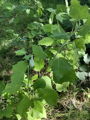 Populus × canescens