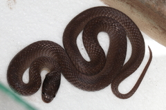 Crotaphopeltis hotamboeia