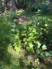 Populus × canescens