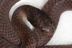 Crotaphopeltis hotamboeia