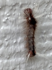 Halysidota cinctipes