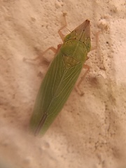 Draeculacephala soluta