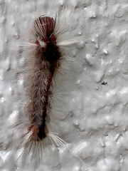 Halysidota cinctipes