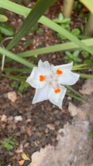 Dietes iridioides