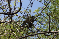 Tillandsia variabilis