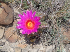 Thelocactus bicolor bicolor