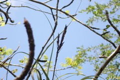 Tillandsia variabilis