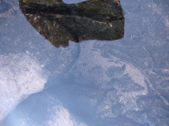 Thermonectus marmoratus