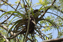 Tillandsia variabilis