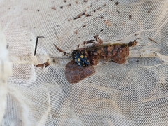 Thermonectus marmoratus