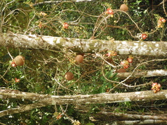Couroupita guianensis