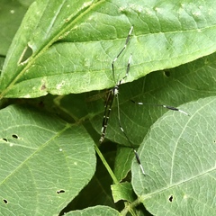 Bittacomorpha clavipes