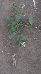 Heliotropium nicotianifolium