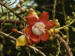 Couroupita guianensis
