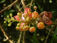 Couroupita guianensis