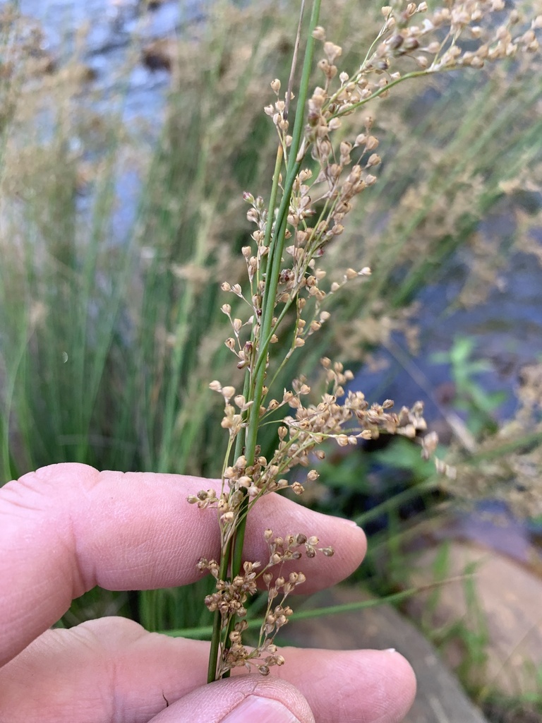 Soft Rush from Dalsig, Stellenbosch, WC, ZA on January 22, 2023 at 04