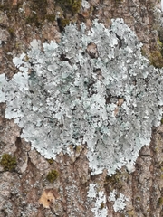 Parmelina