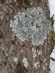 Parmelina