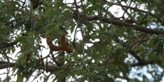 Tamarindus indica