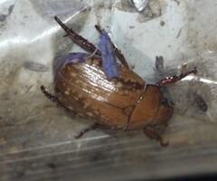 Anoplognathus concolor