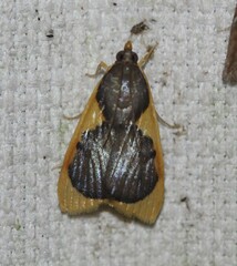 Prooedema inscisalis