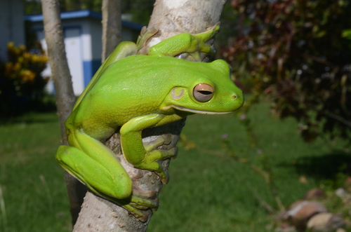 Nyctimystes infrafrenatus observed 2015-03-12