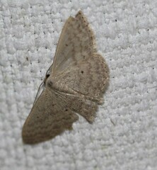 Scopula optivata