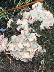 Merulius tremellosus