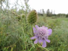 Scabiosa lachnophylla