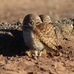Athene cunicularia hypugaea