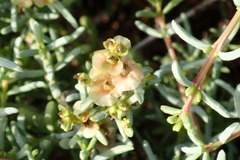 Salsola divaricata