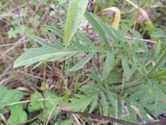 Scabiosa lachnophylla