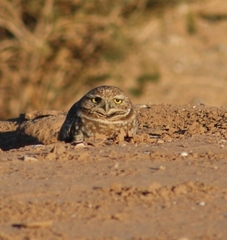 Athene cunicularia hypugaea