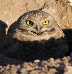 Athene cunicularia hypugaea